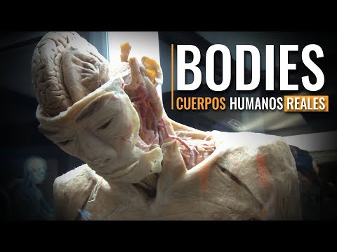 Viaje fascinante al museo del cuerpo humano y su tecnología