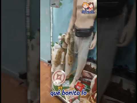 Revive la Feria Medieval: Tradición y Tecnología en Acción