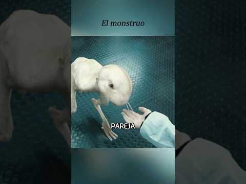 Canino: La película que redefine el cine y la tecnología moderna