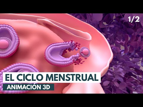 Flujo menstrual: tecnología y salud que transforman tu ciclo
